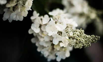 Oakleaf Hydrangea Flowers gallery 2
