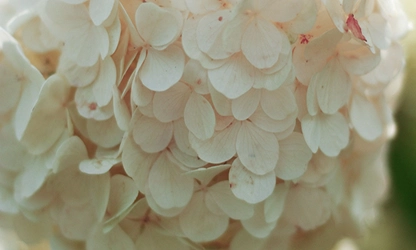 Oakleaf Hydrangea Flowers gallery 3