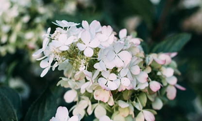 Oakleaf Hydrangea Flowers gallery 4