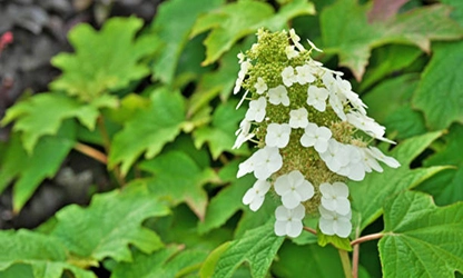 Oakleaf Hydrangea Flowers gallery 5