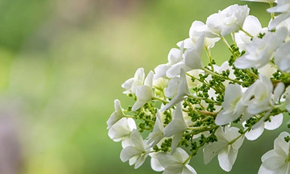 Oakleaf Hydrangea Flowers gallery 6