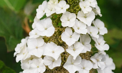 Oakleaf Hydrangea Flowers gallery 7