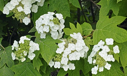 Oakleaf Hydrangea Flowers gallery 8