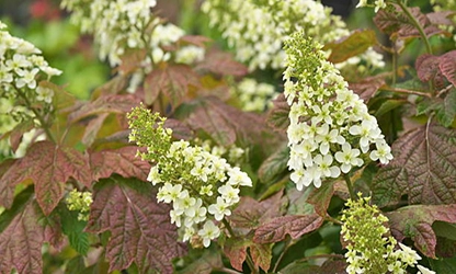 Oakleaf Hydrangea Flowers gallery 9
