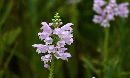 Obedient Plant flowers featured