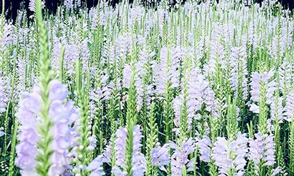 Obedient Plant flowers gallery 1