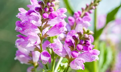 Obedient Plant flowers gallery 10