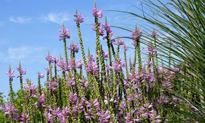Obedient Plant flowers gallery 11