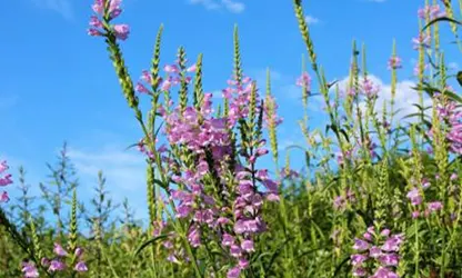Obedient Plant flowers gallery 12