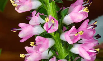 Obedient Plant flowers gallery 13