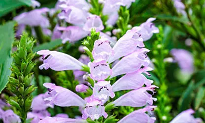 Obedient Plant flowers gallery 14