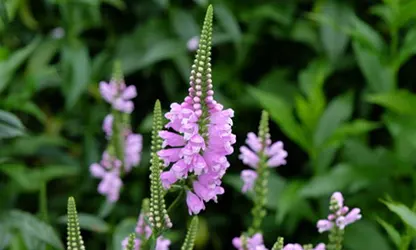 Obedient Plant flowers gallery 15
