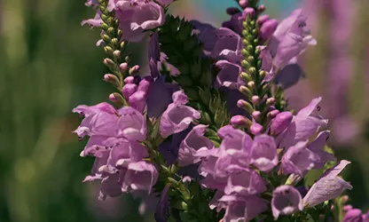Obedient Plant flowers gallery 16