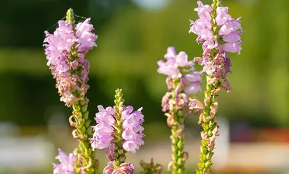 Obedient Plant flowers gallery 2