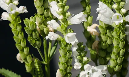 Obedient Plant flowers gallery 3