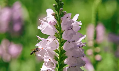 Obedient Plant flowers gallery 4