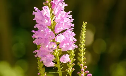Obedient Plant flowers gallery 5
