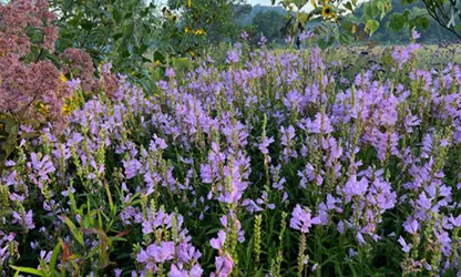 Obedient Plant flowers gallery 6