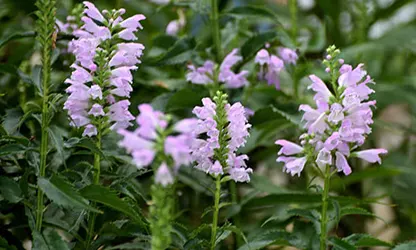 Obedient Plant flowers gallery 7