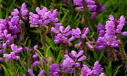 Obedient Plant flowers gallery 8
