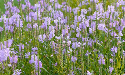 Obedient Plant flowers gallery 9