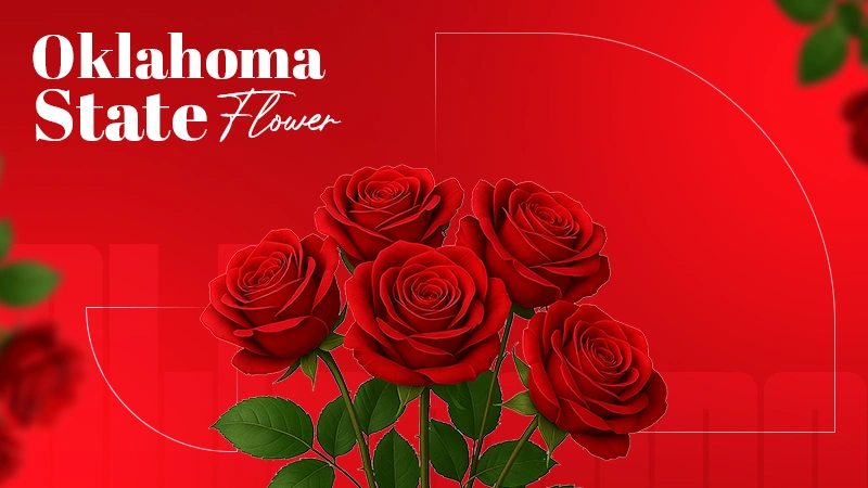 oklahoma state flower