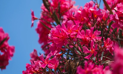 Oleander flowers gallery 1