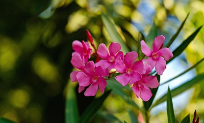 Oleander flowers gallery 10