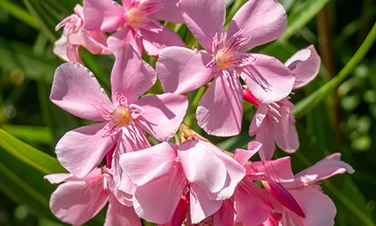 Oleander flowers gallery 11