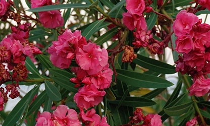 Oleander flowers gallery 12