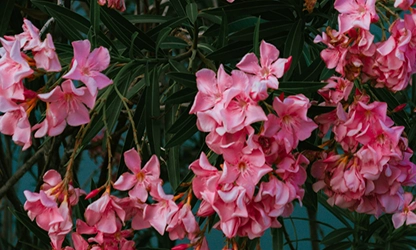 Oleander flowers gallery 13