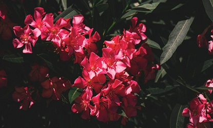 Oleander flowers gallery 14