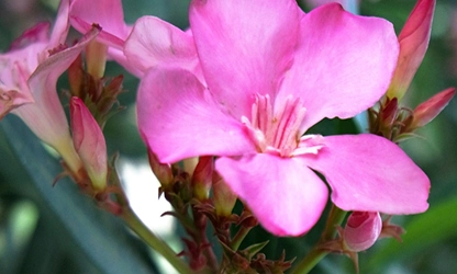 Oleander flowers gallery 15