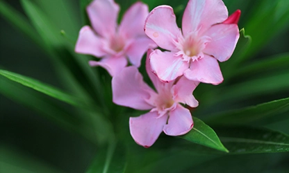 Oleander flowers gallery 16