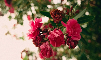 Oleander flowers gallery 2