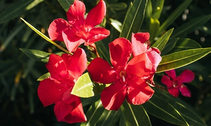 Oleander flowers gallery 3