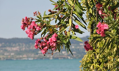 Oleander flowers gallery 4