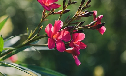 Oleander flowers gallery 5