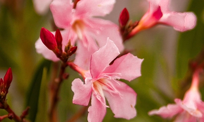 Oleander flowers gallery 6