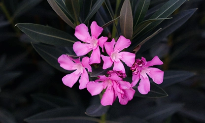 Oleander flowers gallery 7