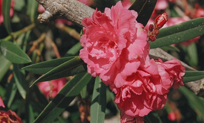 Oleander flowers gallery 8