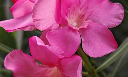 Oleander flowers gallery 9