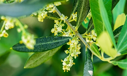 Olive Blossom Flowers featured