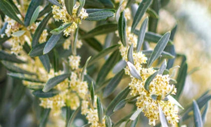 Olive Blossom Flowers gallery 1