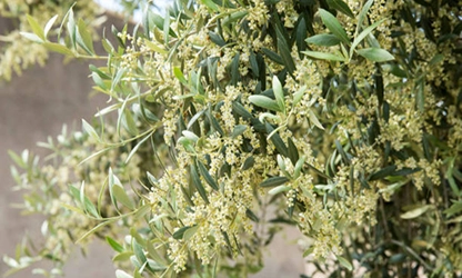 Olive Blossom Flowers gallery 10