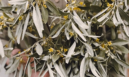 Olive Blossom Flowers gallery 11