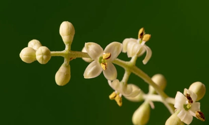 Olive Blossom Flowers gallery 12