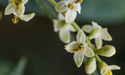 Olive Blossom Flowers gallery 13