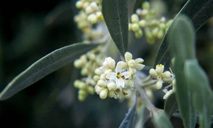 Olive Blossom Flowers gallery 14