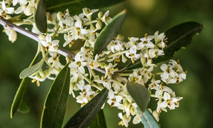 Olive Blossom Flowers gallery 15